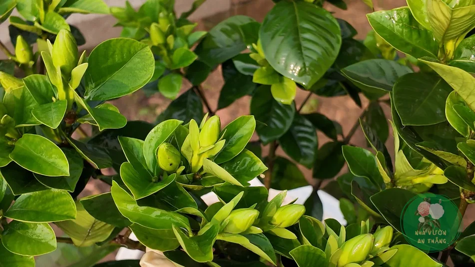 Hoa trắng dạng chong chóng trên nền lá xanh