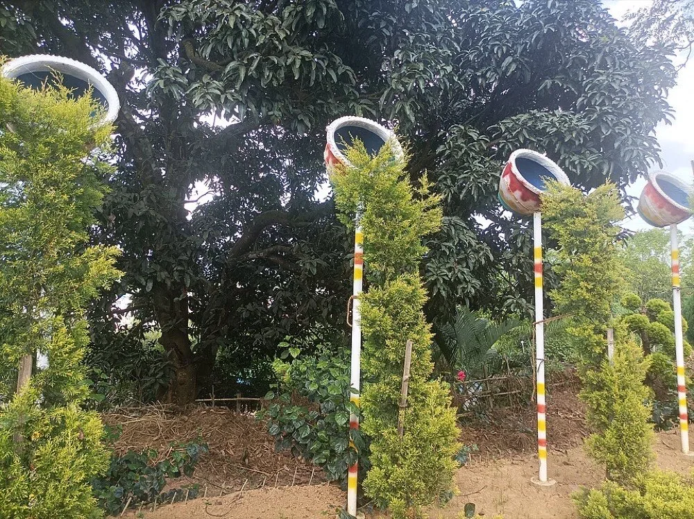 Cây được cắt tỉa tạo tán gọn gàng