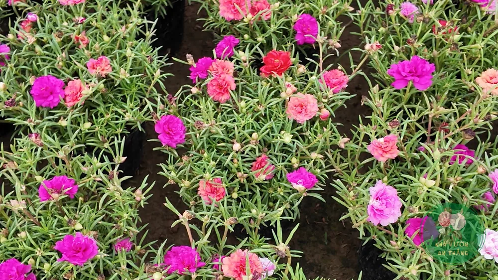Thảm hoa mười giờ ngoài nắng