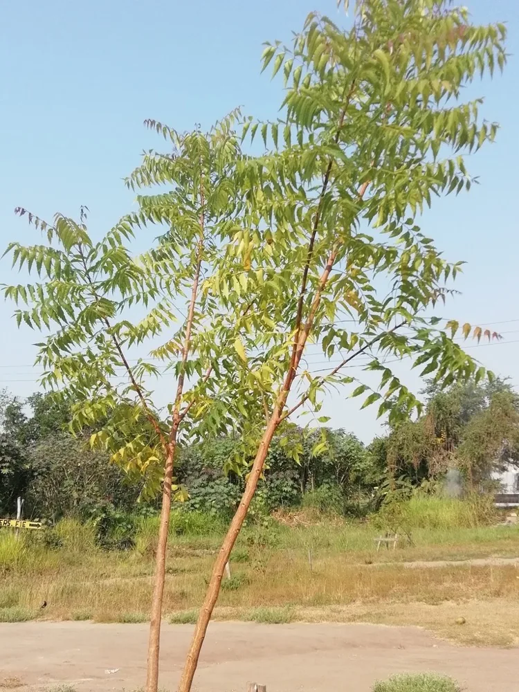 Cây neem Azadirachta indica với tán lá xanh đặc trưng — nguồn nguyên liệu dầu neem tự nhiên