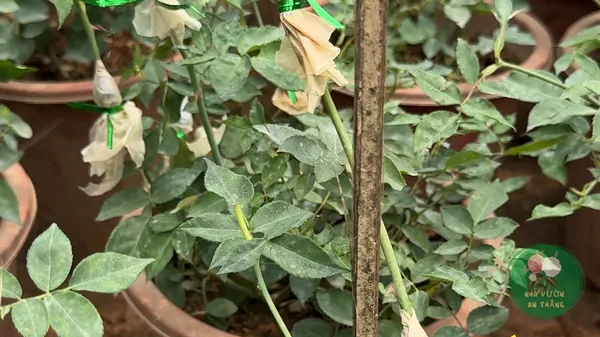Giâm cành hoa hồng tại nhà — tỉ lệ sống 80–90%