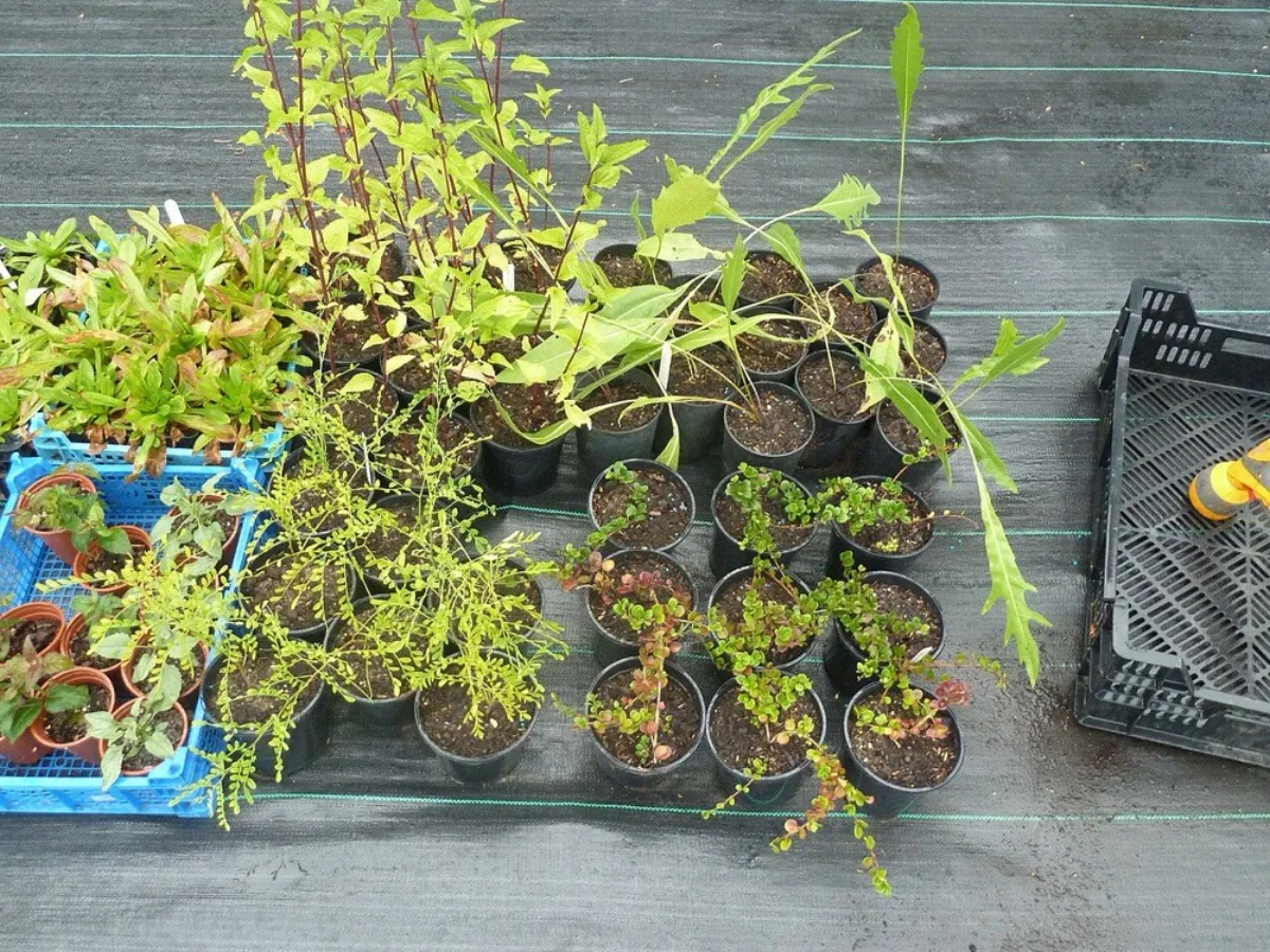 Cây cảnh được thay sang chậu lớn hơn