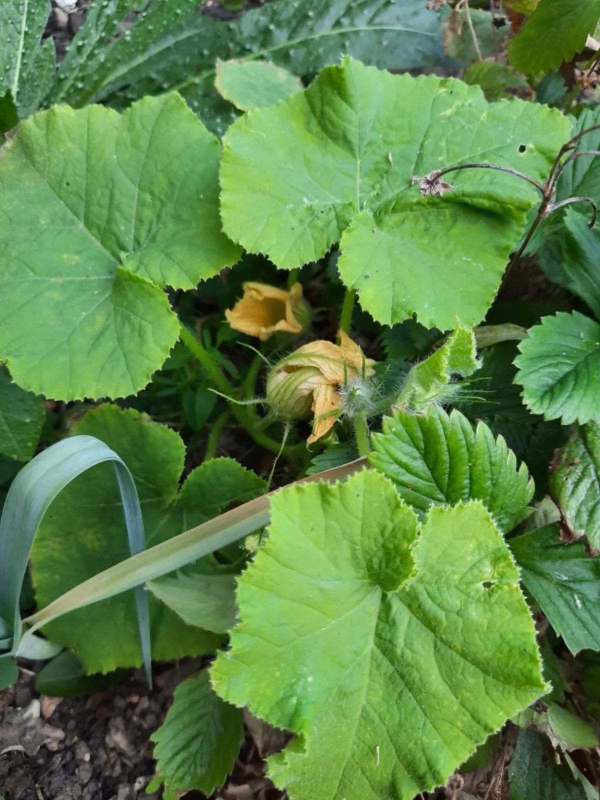 Cây bí đỏ Cucurbita moschata đang ra quả trong vườn