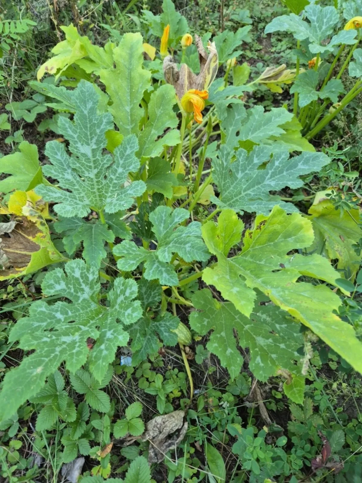 Cách Trồng Bí Ngòi (Zucchini) Tại Nhà