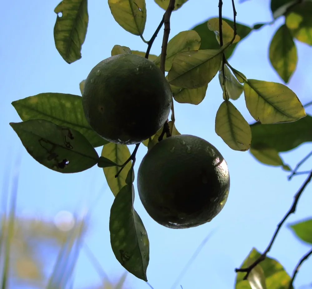 Quả bưởi Citrus maxima trên cành nhìn từ dưới lên, nền trời xanh