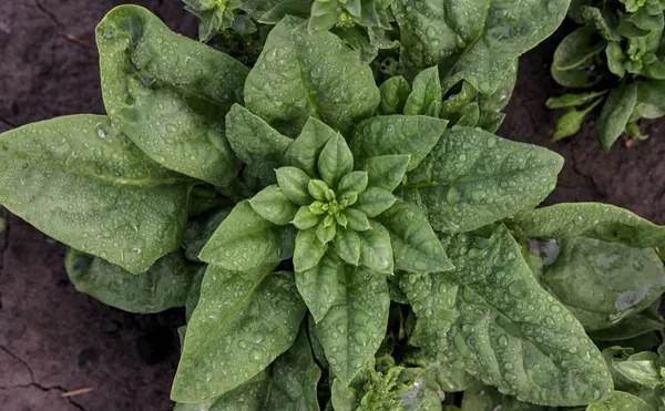 Cách Trồng Cải Bó Xôi (Spinach) Ngắn Ngày Tại Nhà