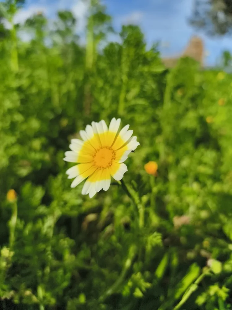 Hoa cải cúc (Glebionis coronaria) — nụ trắng vàng đặc trưng, dấu hiệu cây sắp ra hoa cần thu sớm