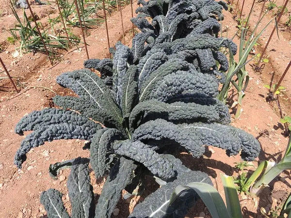 Cách Trồng Cải Kale (Cải Xoăn) Tại Nhà
