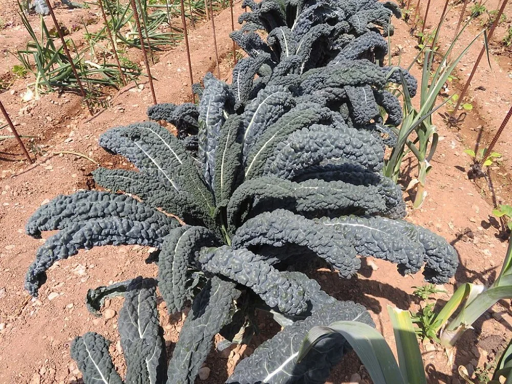 Cách Trồng Cải Kale (Cải Xoăn) Tại Nhà
