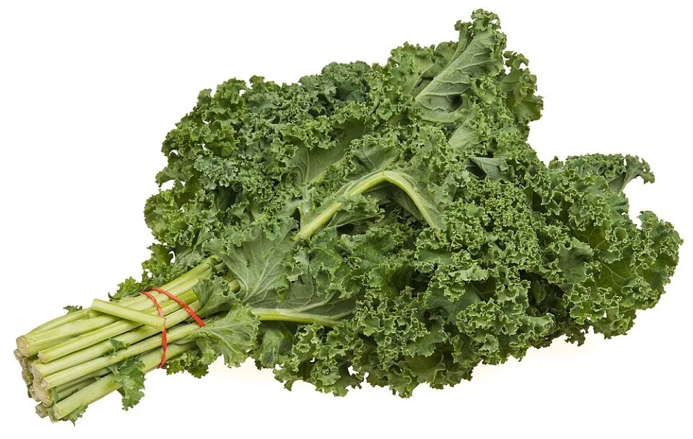 Thu hoạch cải kale tươi tại vườn nhà