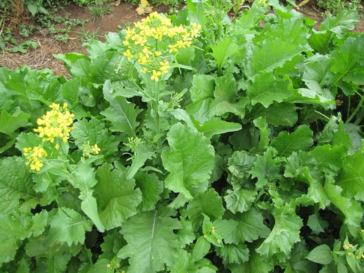 Cải ngồng Brassica rapa ra hoa vàng — thu hoạch khi ngồng non