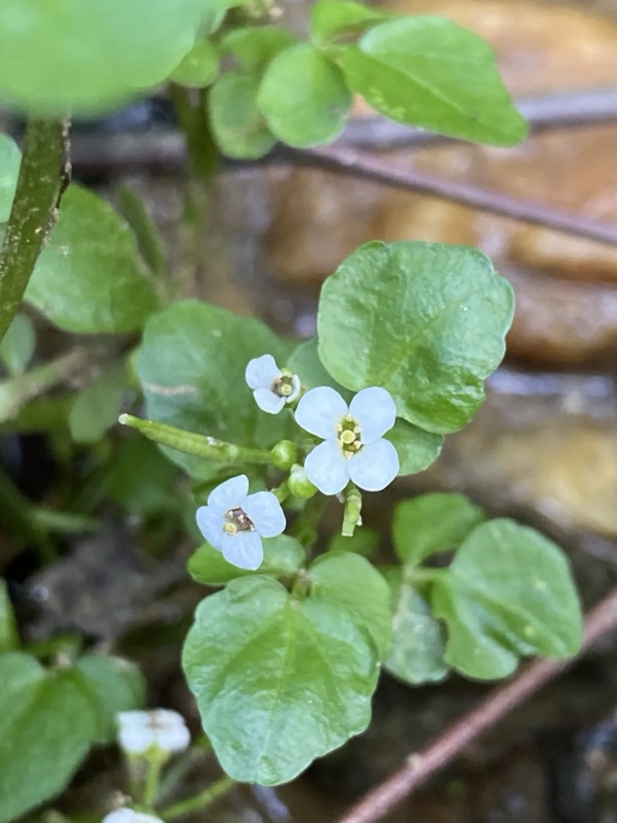 Vườn cải xoong xanh tươi đang phát triển, lá tròn mọng nước đặc trưng của Nasturtium officinale
