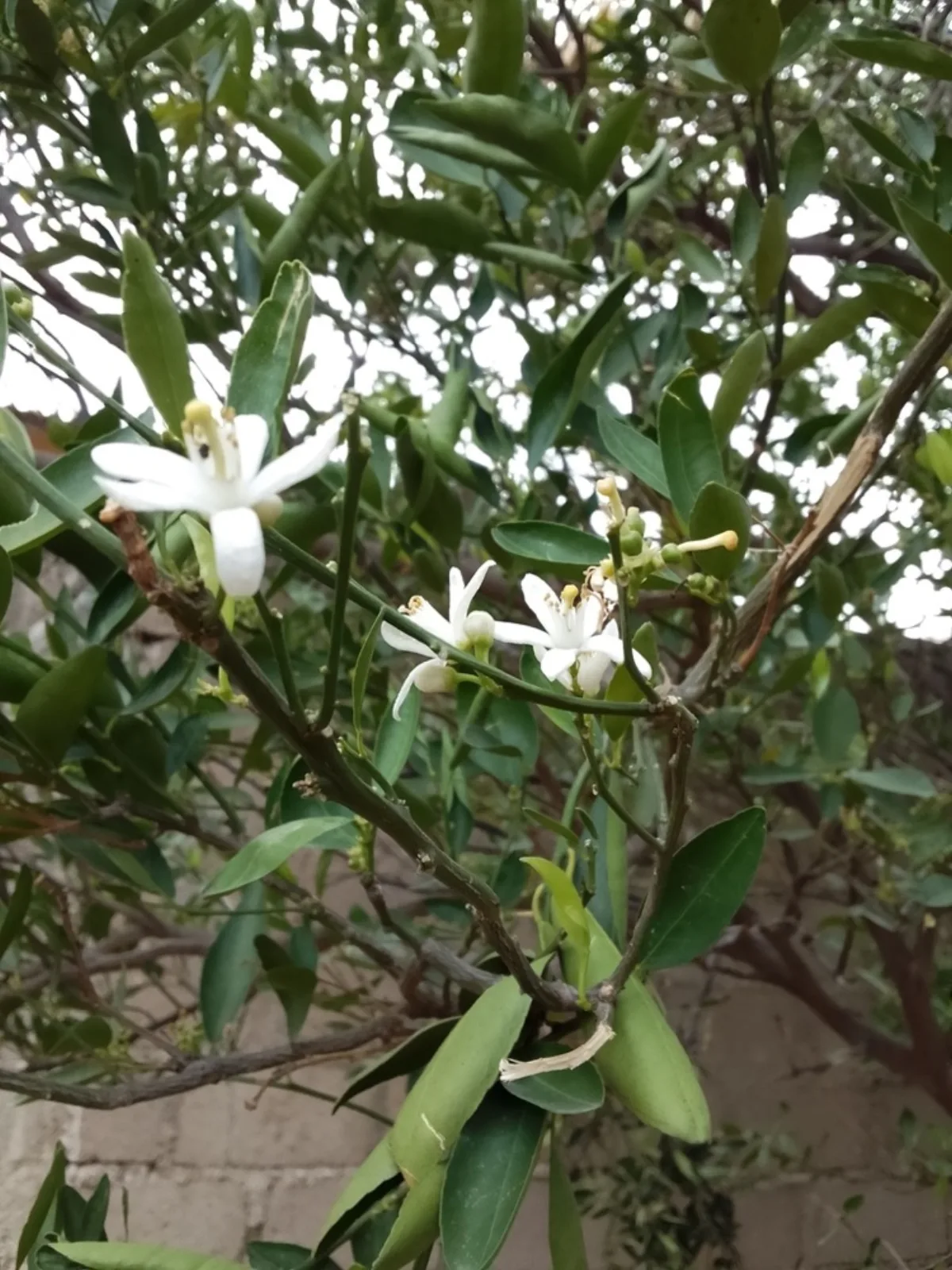 Hoa cam quýt (Citrus reticulata) — hoa trắng thơm báo hiệu mùa quả trĩu cành