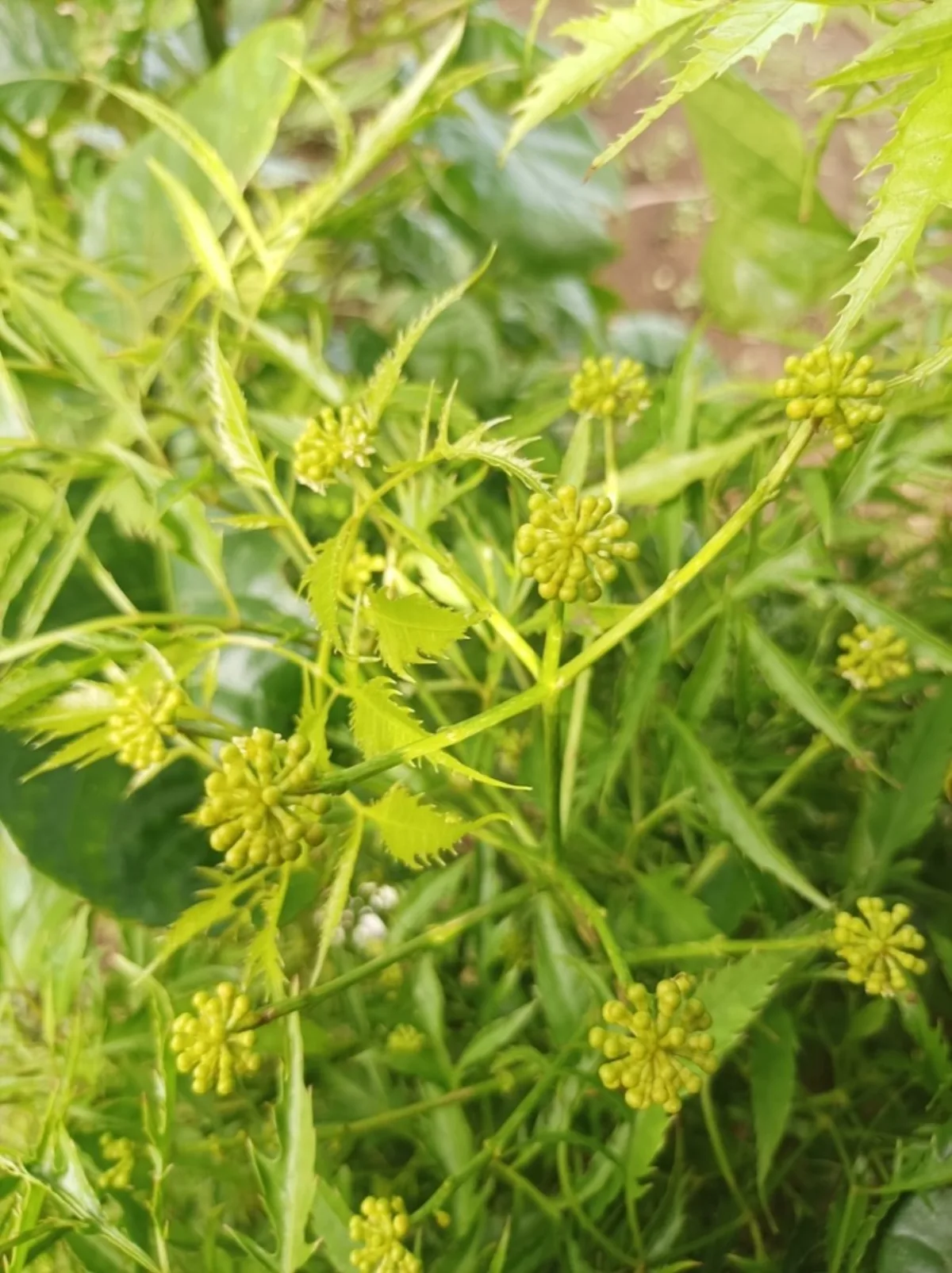 Lá đinh lăng xẻ nhiều tầng đặc trưng của Polyscias fruticosa