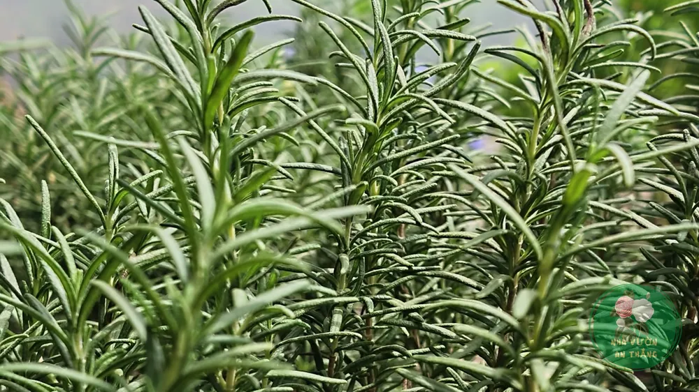 Cách Trồng Cây Hương Thảo (Rosemary) Tại Nhà