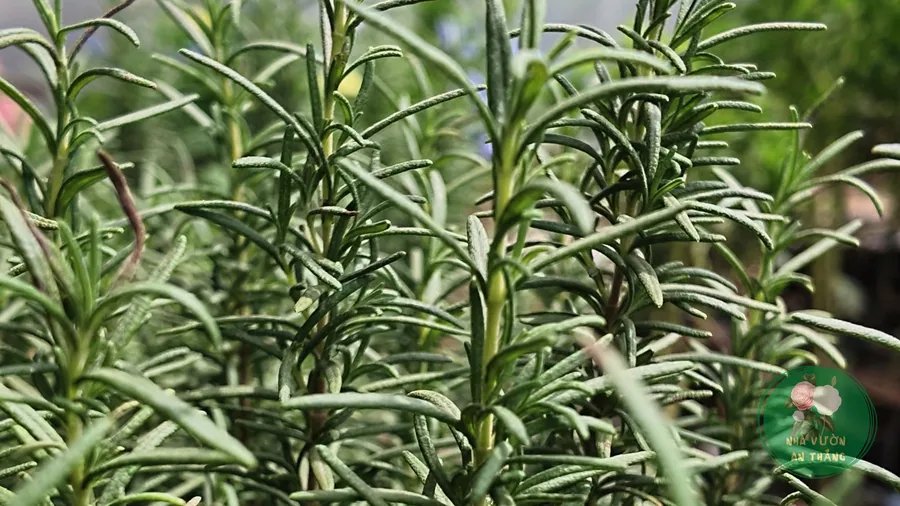 Cành hương thảo Rosmarinus officinalis mọc tự nhiên, lá xanh đậm