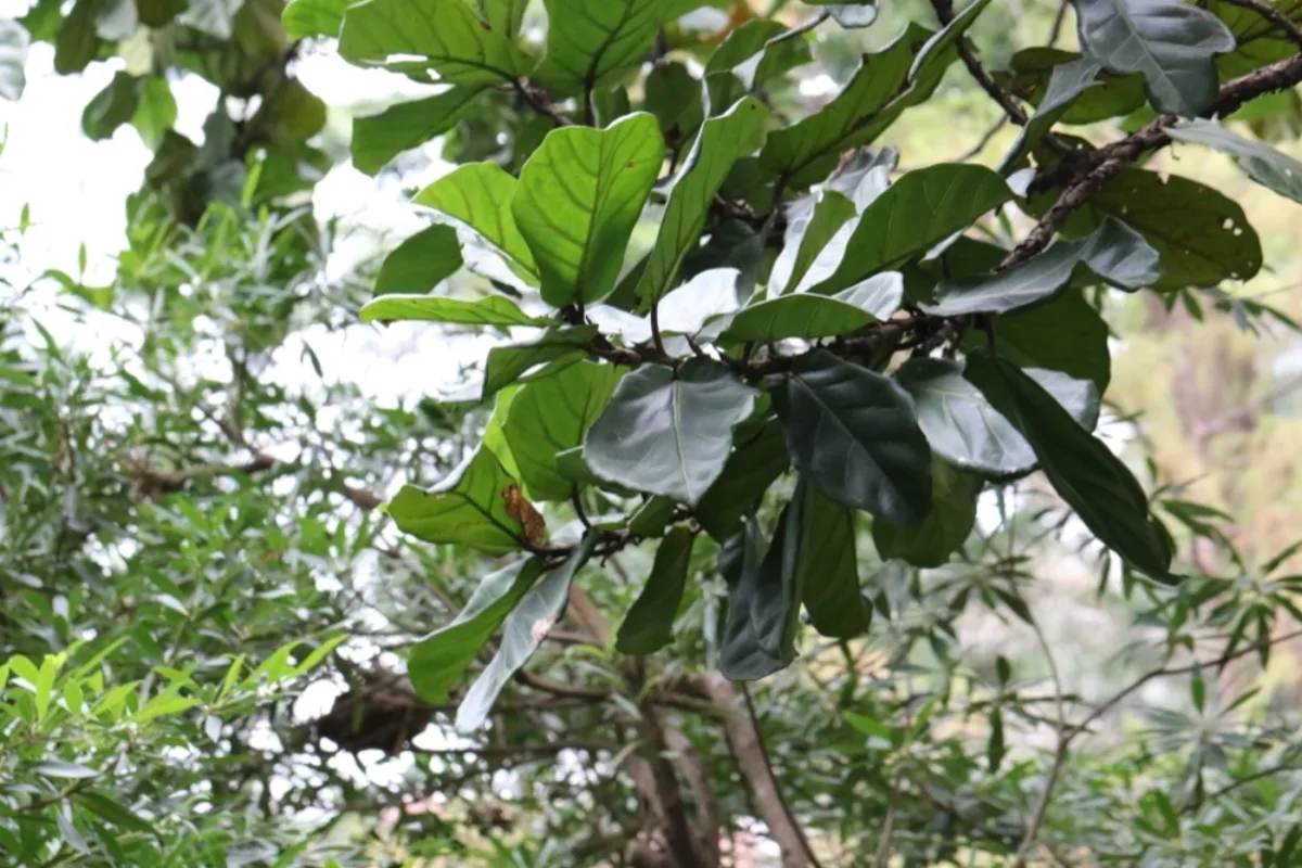 Cách Trồng & Chăm Cây Bàng Singapore (Ficus Lyrata)