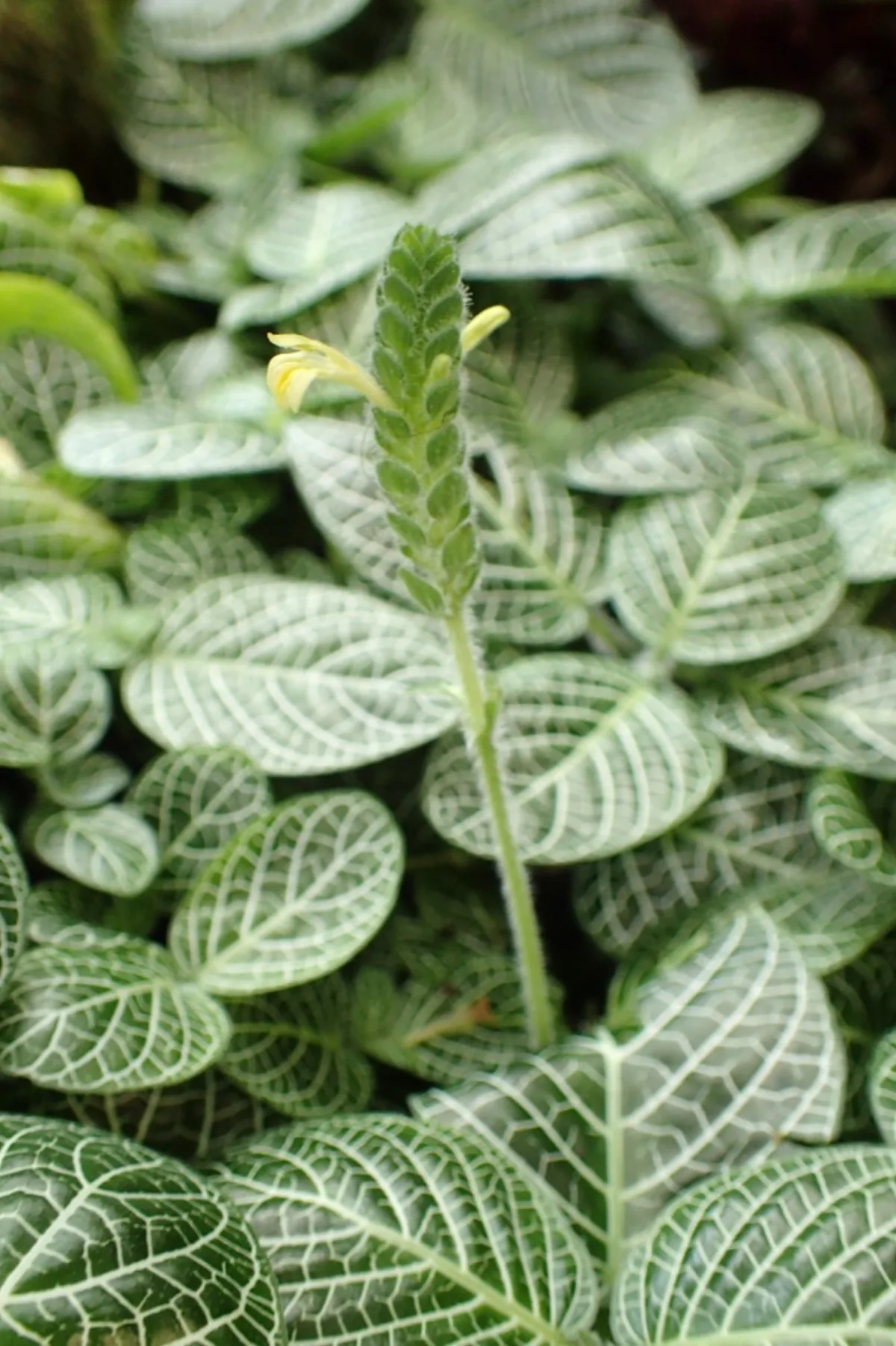 Cách Trồng & Chăm Cây Cẩm Nhung (Fittonia)
