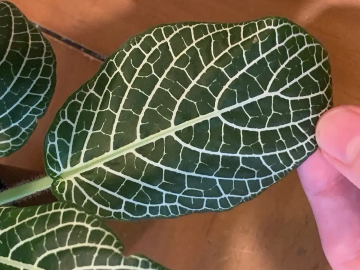 Lá cẩm nhung Fittonia cận cảnh vân trắng đặc trưng, bàn tay giữ lá