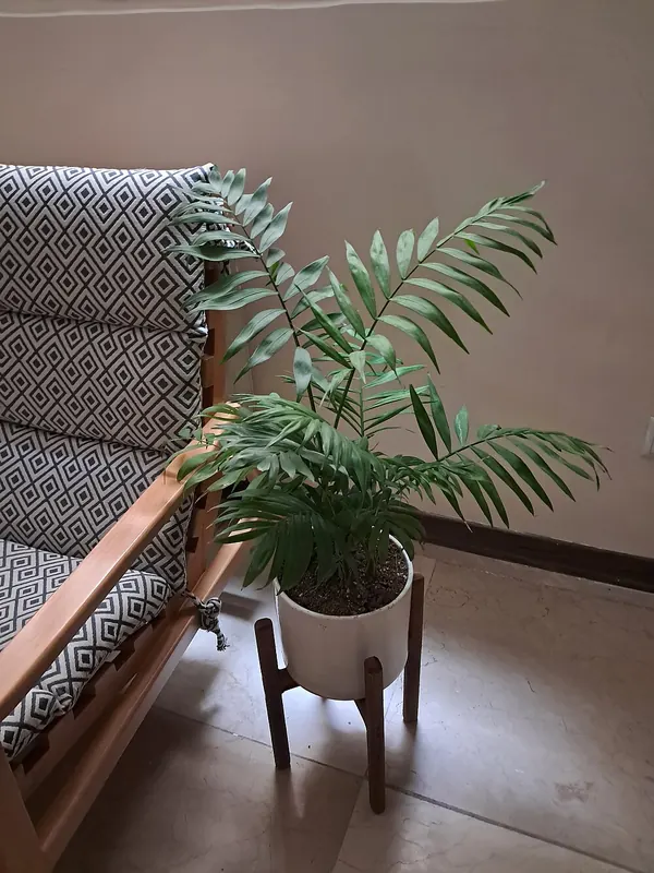 Cách Trồng & Chăm Cây Cau Tiểu Trâm Trong Nhà