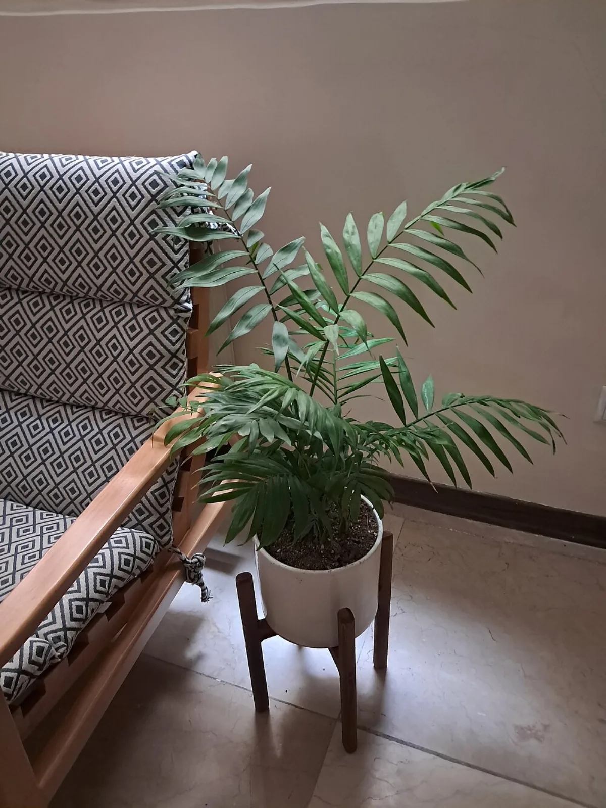 Cách Trồng & Chăm Cây Cau Tiểu Trâm Trong Nhà