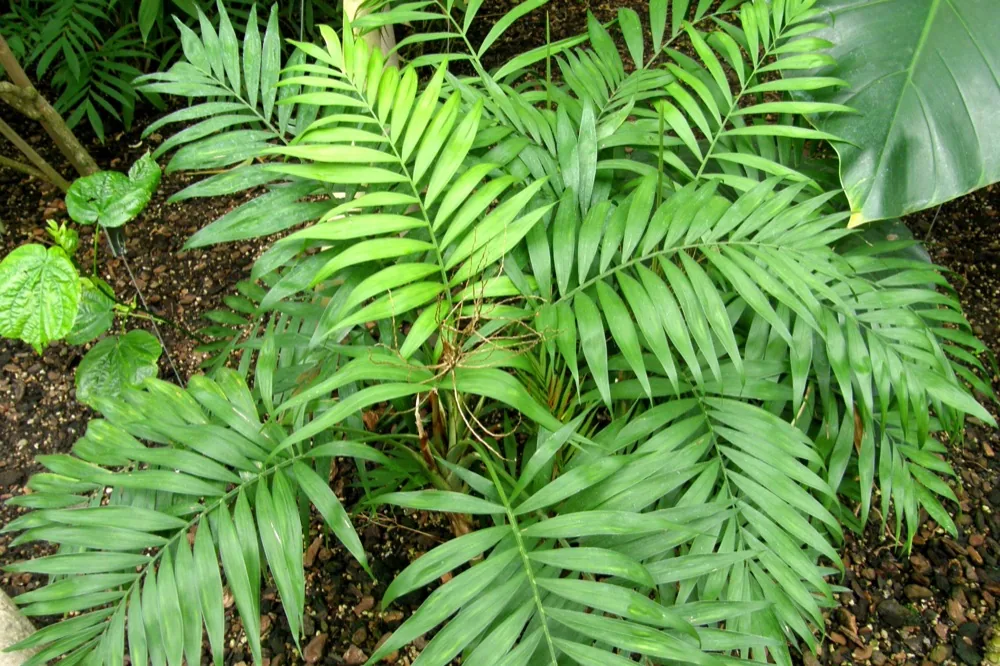 Cau tiểu trâm Chamaedorea elegans tán lá xanh tươi tự nhiên