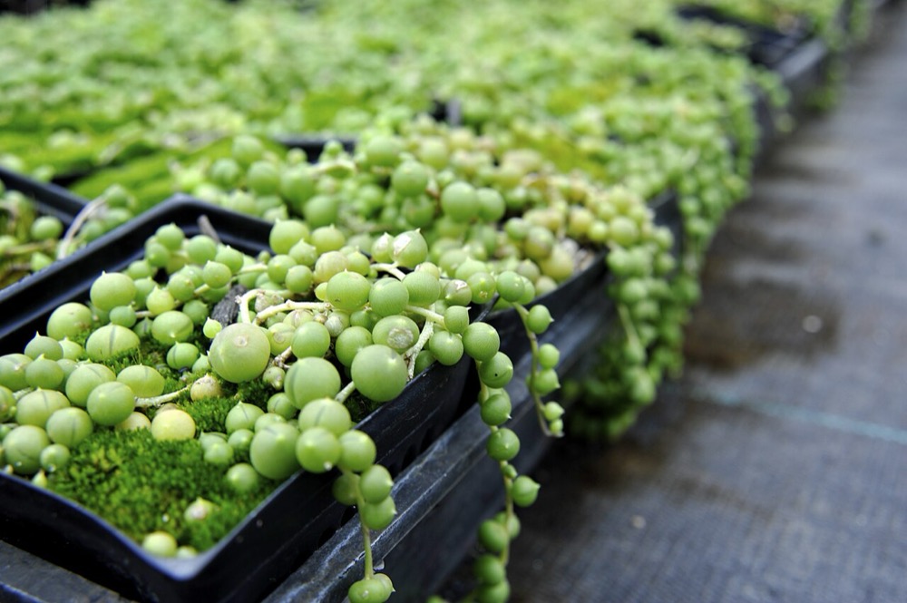 Cây chuỗi ngọc Senecio rowleyanus trồng trong chậu