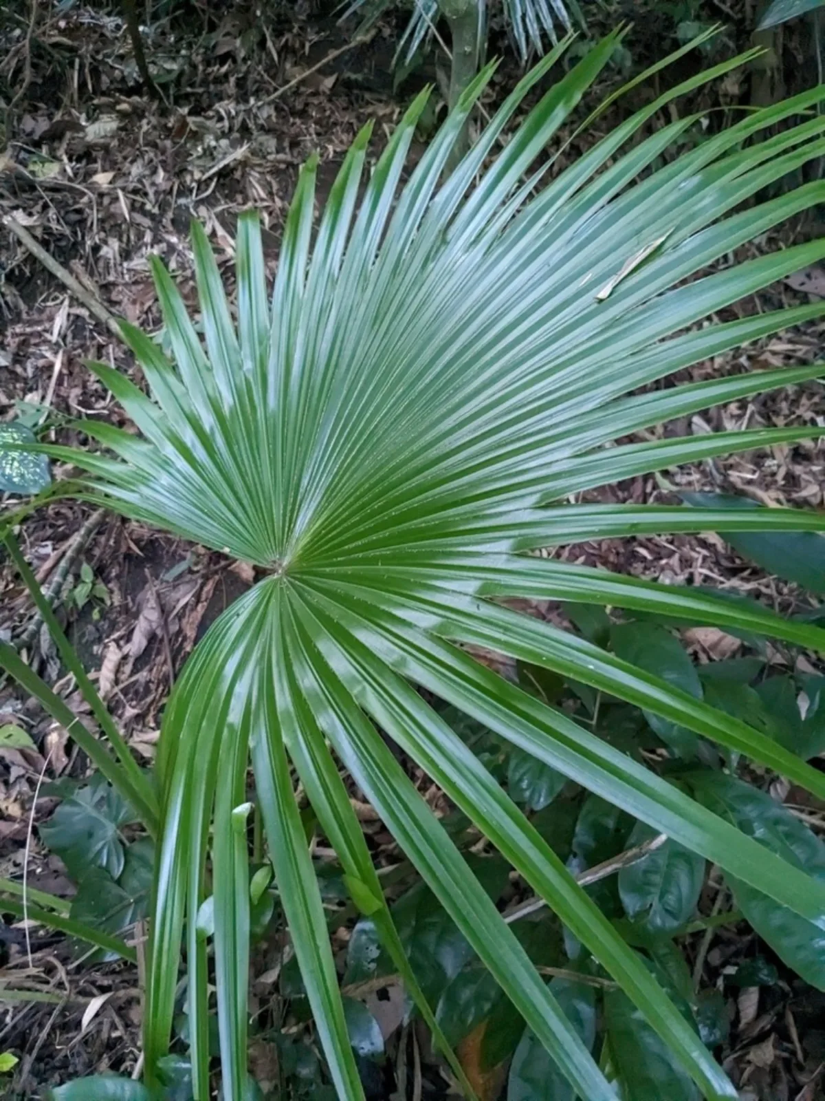 Lá cọ cảnh Livistona chinensis xòe hình quạt xanh mướt
