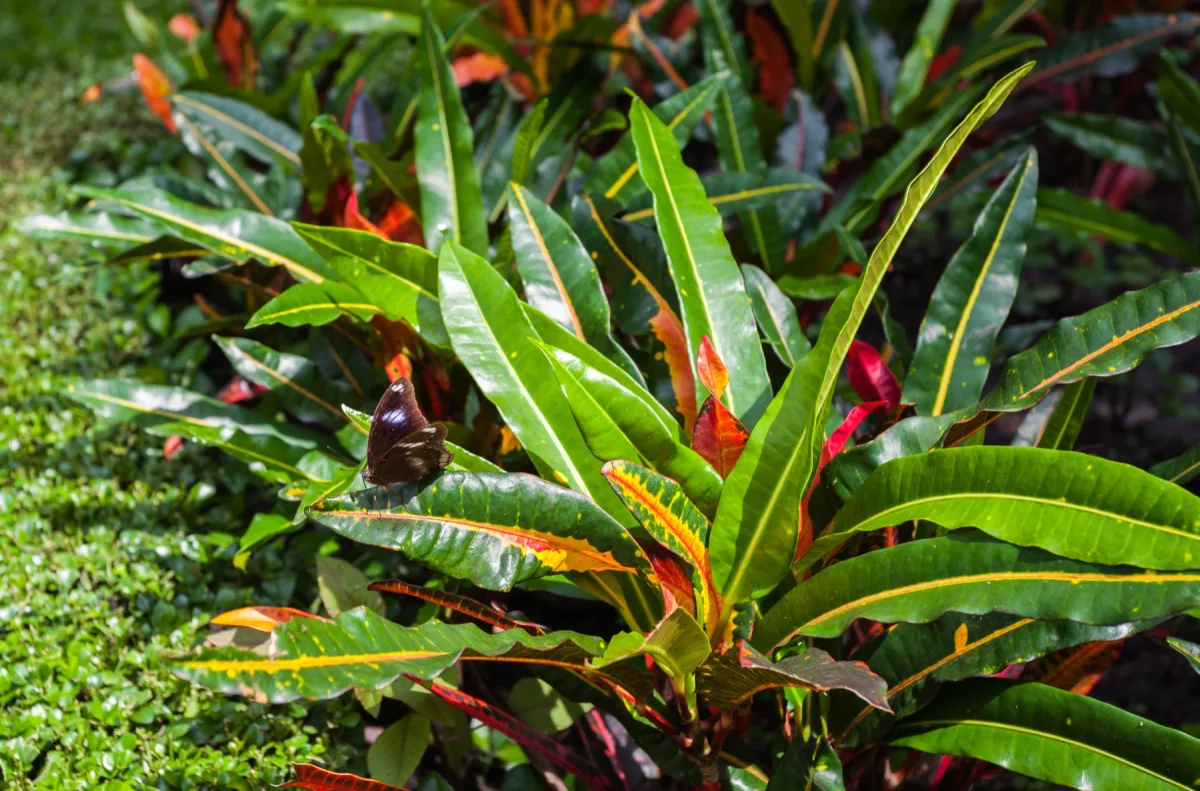 Cây Croton (Cây Đổi Màu): Trồng & Chăm Lá Rực