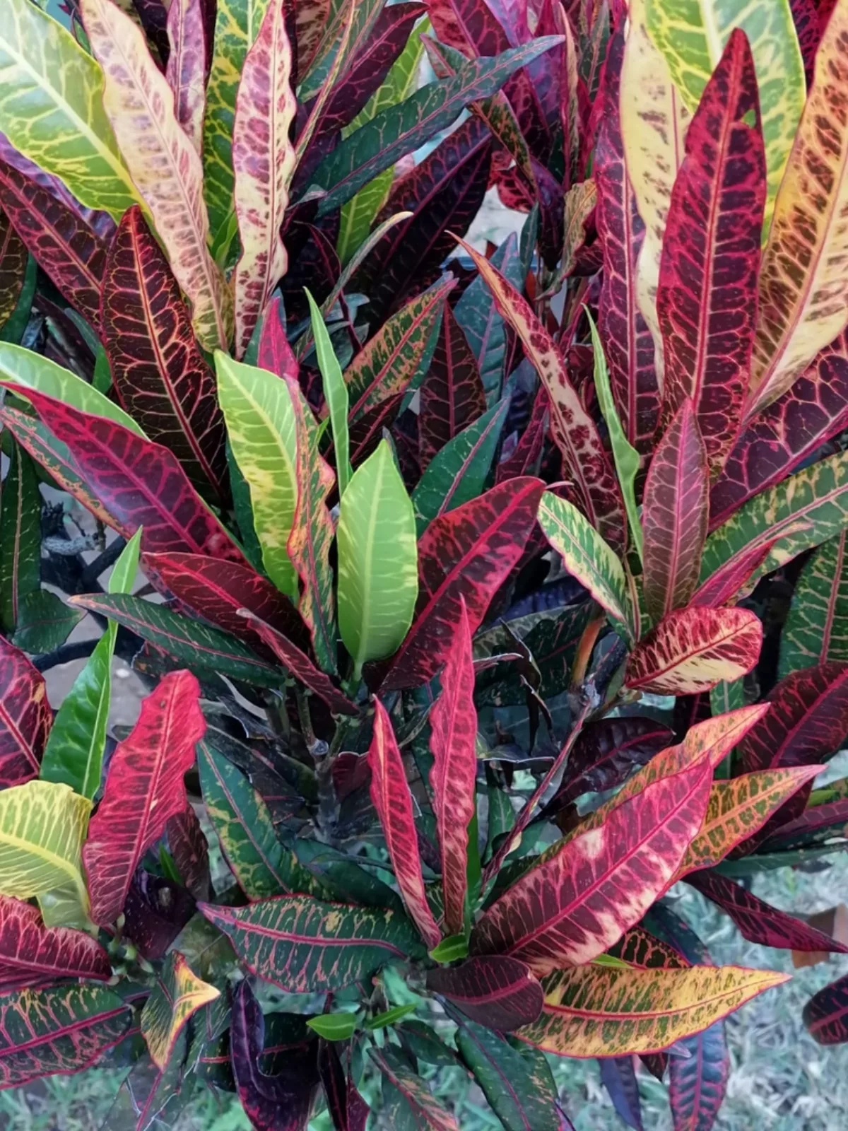 Cây Croton lá đỏ tím rực rỡ đặc trưng của Codiaeum variegatum