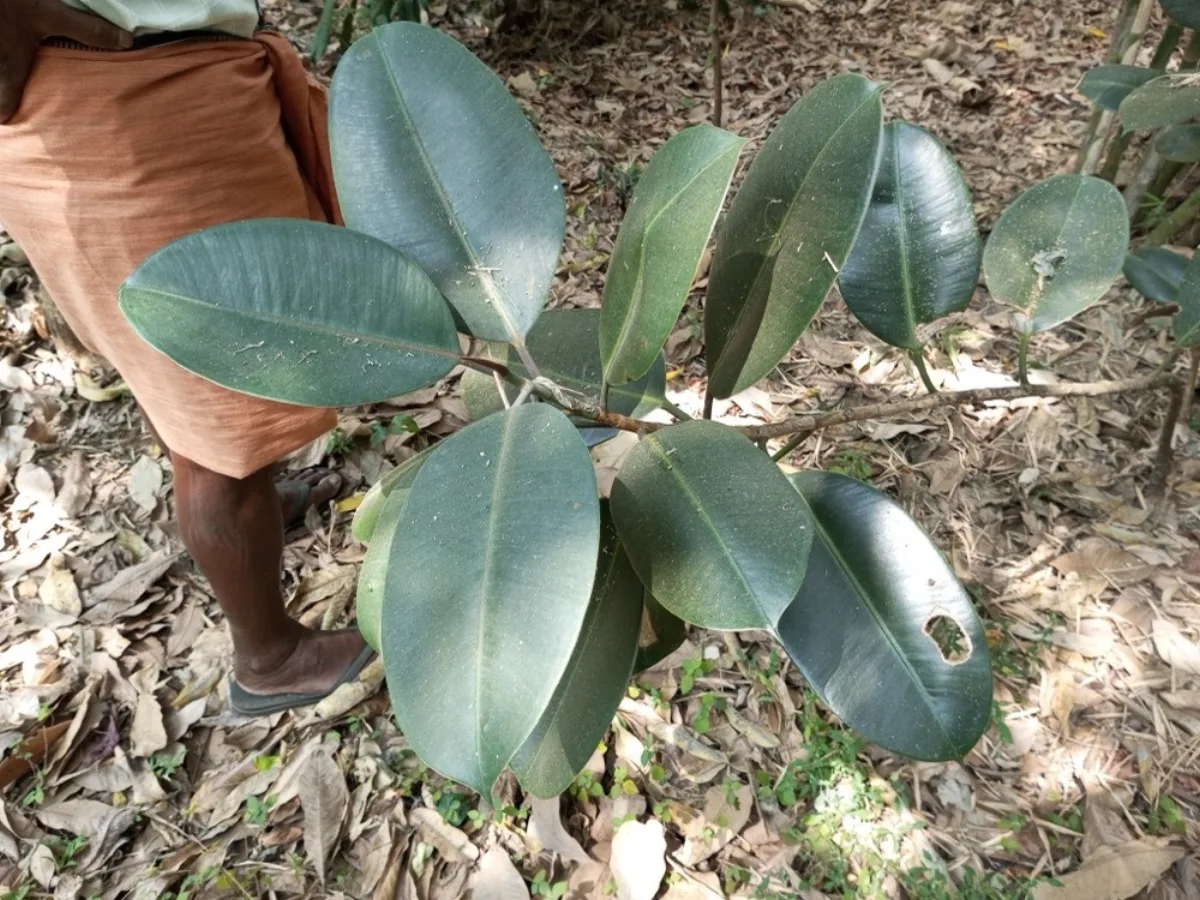 Cây Đa Búp Đỏ (Bàng Cao Su): Trồng & Chăm