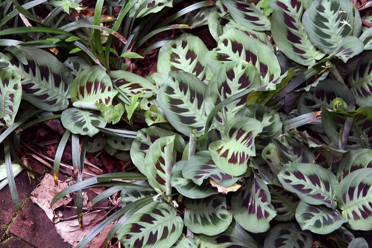Cách Trồng & Chăm Cây Cầu Nguyện (Maranta)