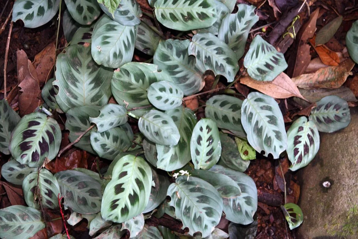 Cây cầu nguyện Maranta họa tiết lá trắng xanh nhìn từ trên