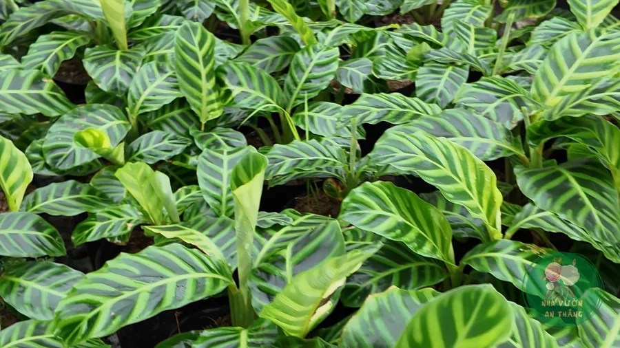 Cây Đuôi Công (Calathea): Cách Chăm Lá Đẹp