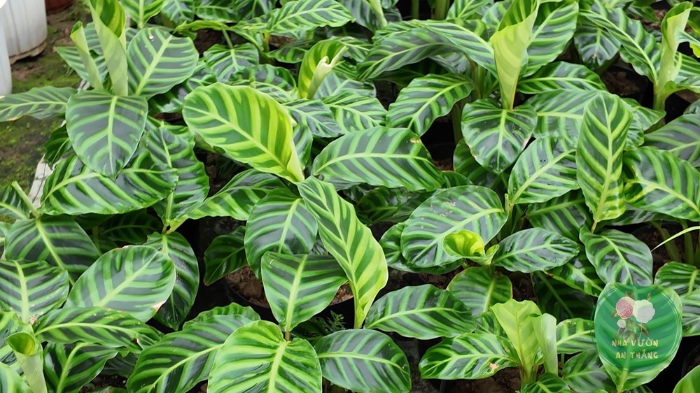 Cây đuôi công Calathea zebrina lá xanh vằn đẹp
