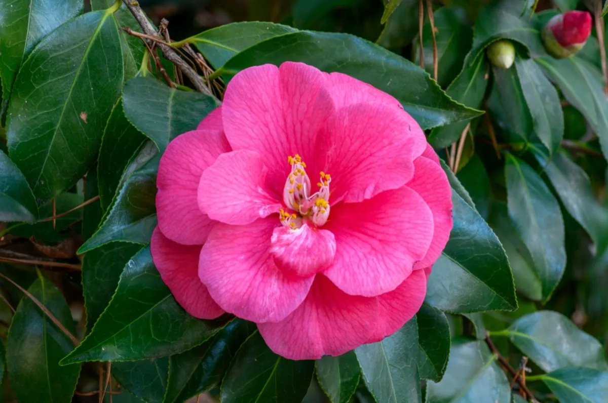 Cây Trà (Camellia): Trồng & Chăm Cho Ra Hoa