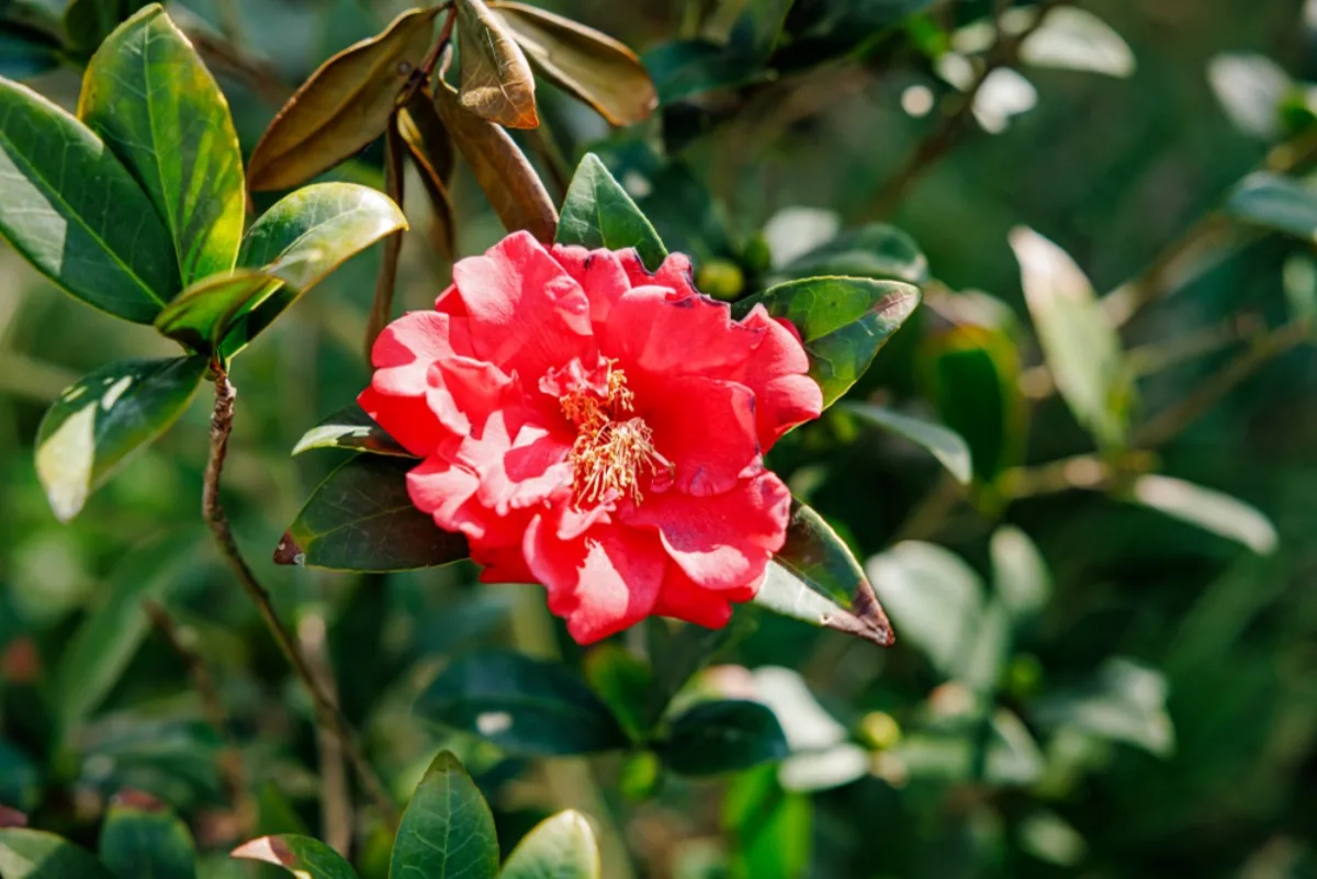 Cây hoa trà Camellia japonica trồng ngoài trời tự nhiên