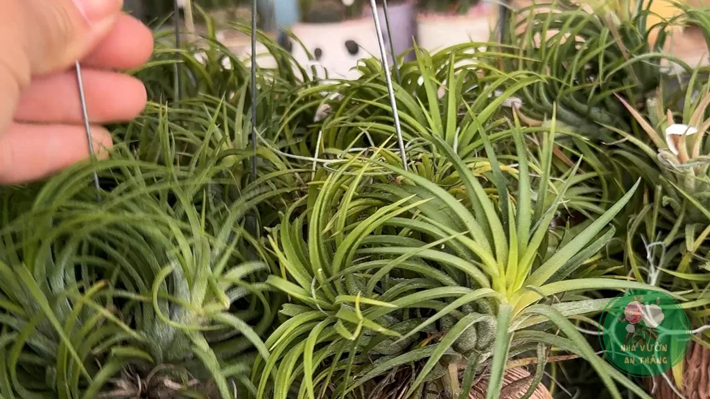 Cây Không Khí (Tillandsia): Chăm Không Cần Đất