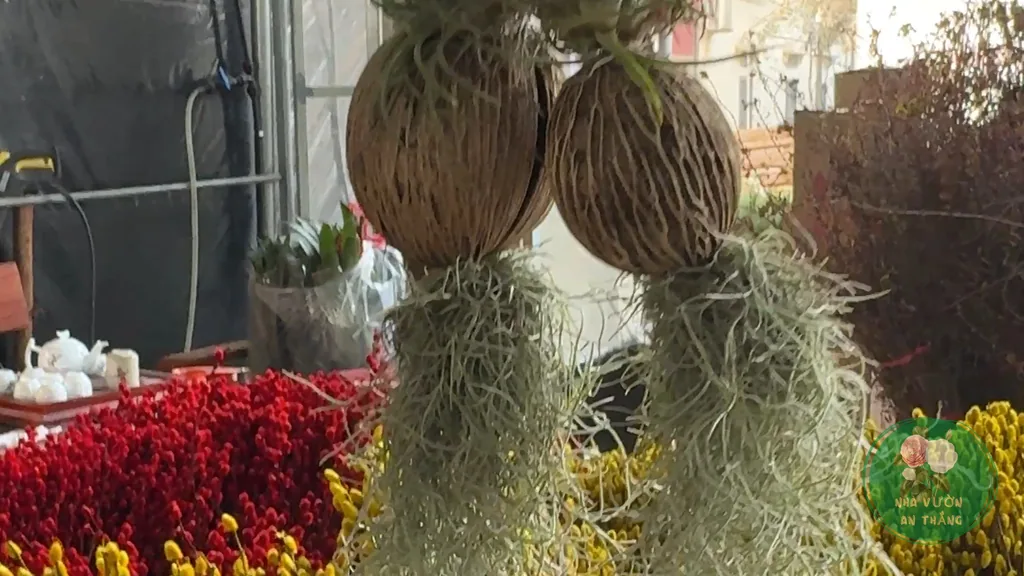 Cụm cây không khí Tillandsia đang ra hoa tím, bám tự nhiên trên cành cây