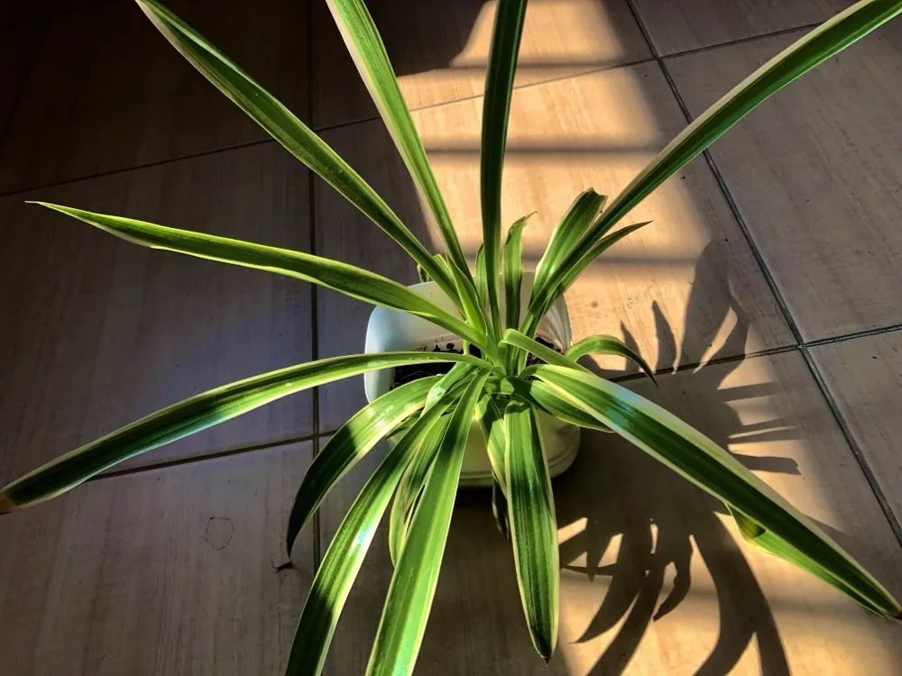 Cây lan chi Chlorophytum comosum trồng chậu tại nhà, lá dài sọc trắng xanh đặc trưng