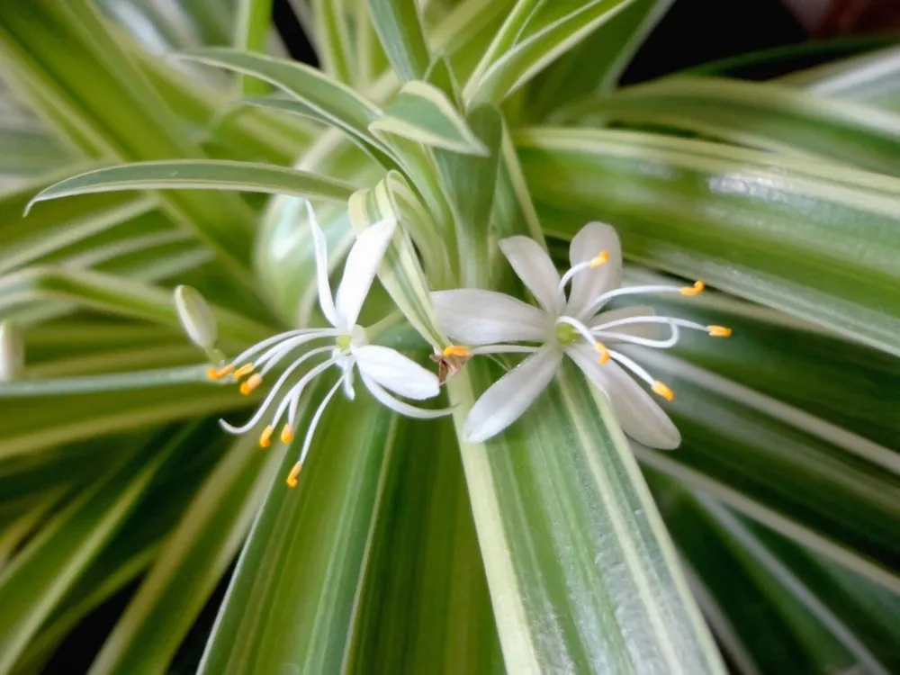 Hoa lan chi trắng nhỏ trên nền lá sọc xanh trắng — Chlorophytum comosum ra hoa khi cây khỏe