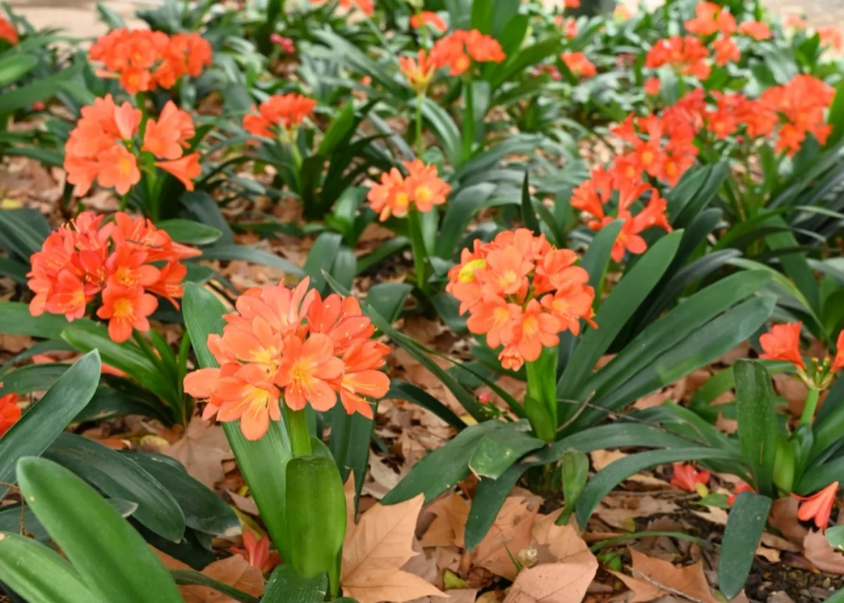 Cây Lan Quân Tử (Clivia): Phong Thủy & Cách Chăm