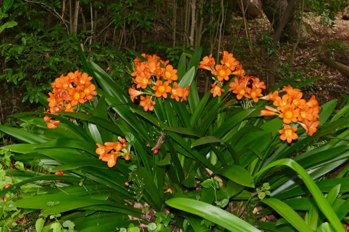 Chùm hoa cam lan quân tử Clivia miniata cận cảnh