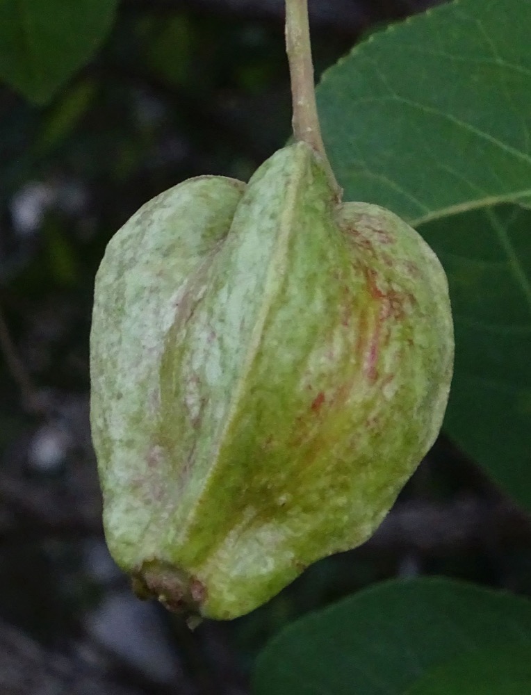 Chùm hoa lộc vừng đỏ rủ dài đặc trưng