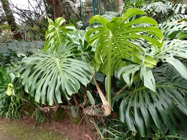 Cách Trồng & Chăm Cây Monstera (Trầu Bà Nam Mỹ)
