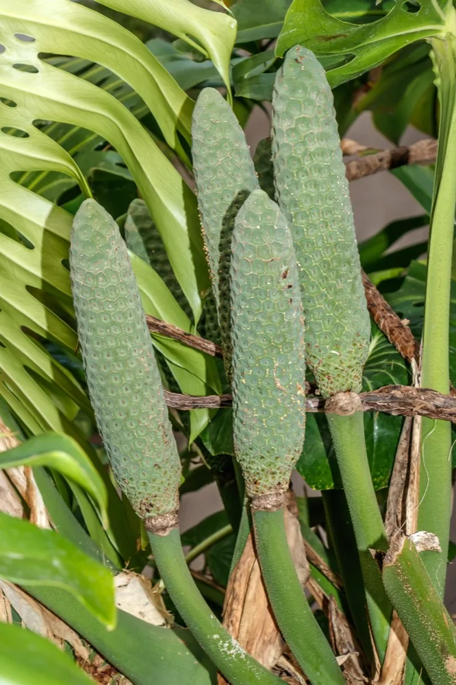 Quả Monstera deliciosa chín trên cây — trái đặc trưng của loài