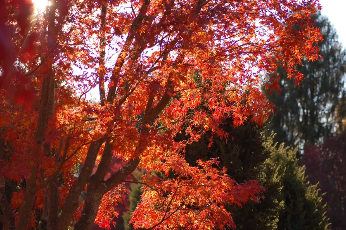 Cây phong lá đỏ Acer palmatum mùa thu với tán lá rực rỡ