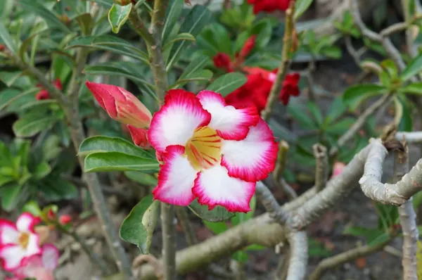 Cách Trồng & Chăm Cây Sứ Thái (Adenium) Sai Hoa