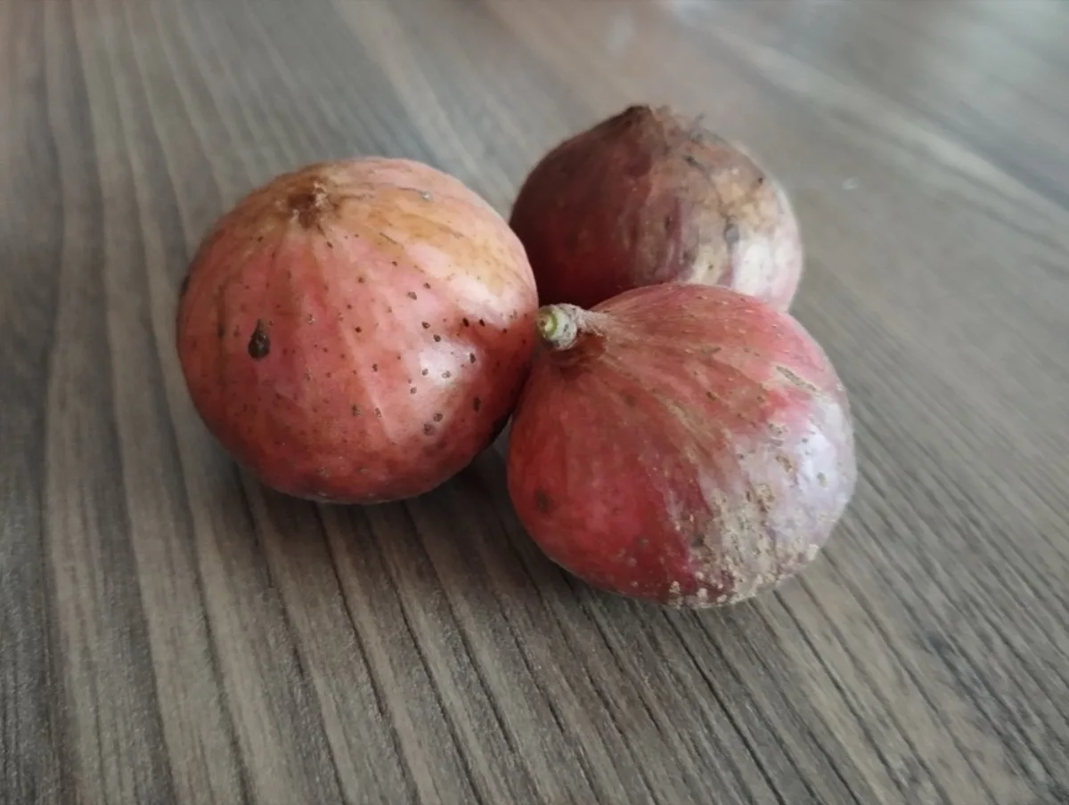 Quả sung Ficus racemosa chín đỏ mọc thành chùm dày trên thân