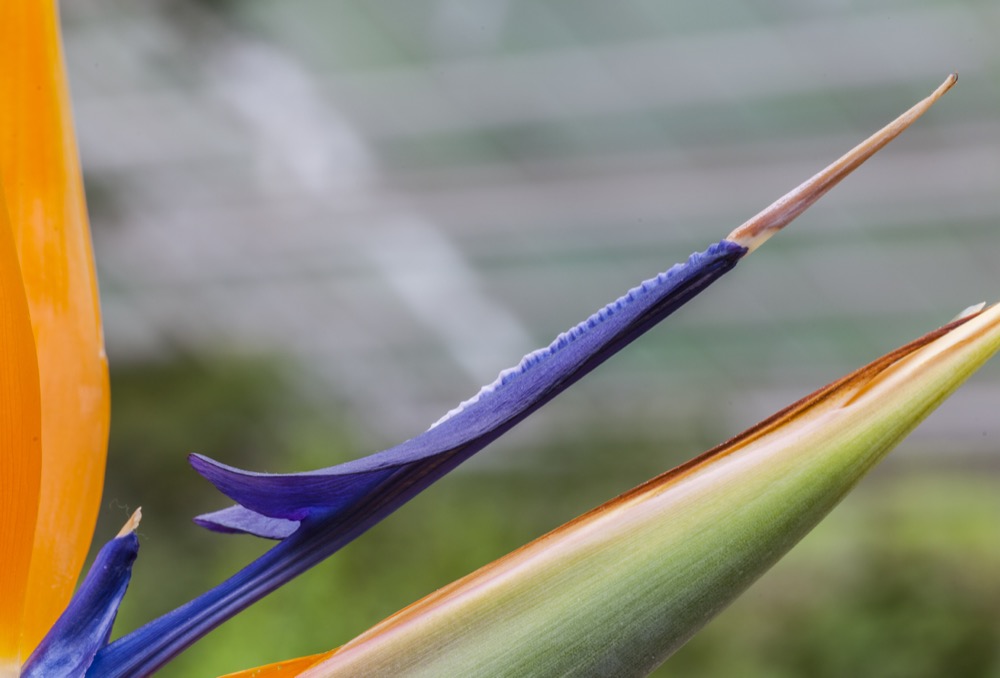 Cây Thiên Điểu (Strelitzia): Trồng & Chăm Ra Hoa